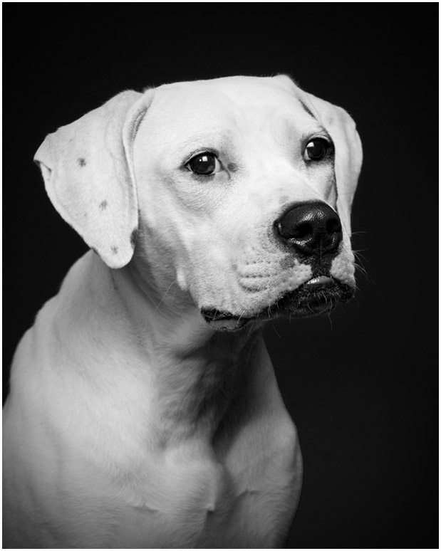 Poughkeepsie Dog Portraits