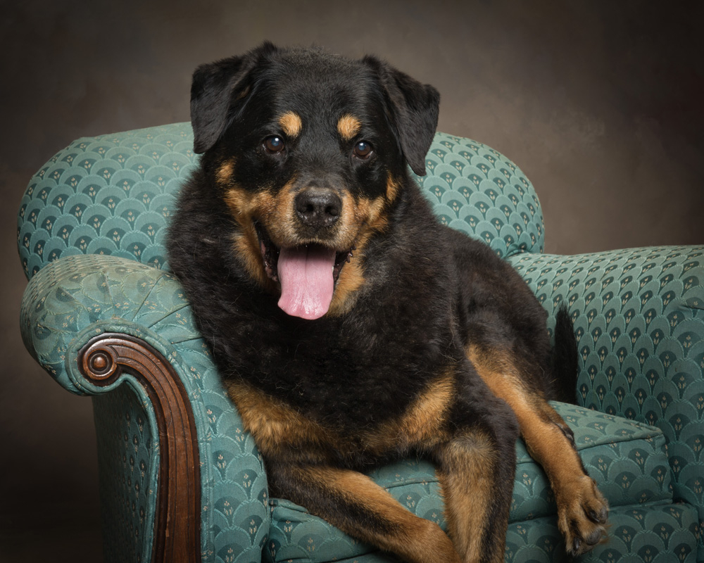 Hudson Valley Dog Photography