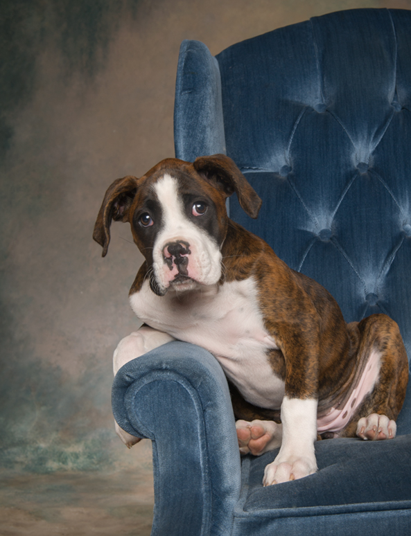 Hudson Valley Dog Photography