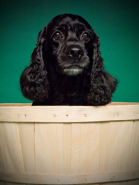 Poughkeepsie Dog Portraits