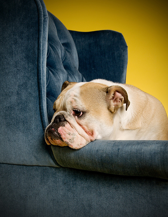 Poughkeepsie Dog Portraits