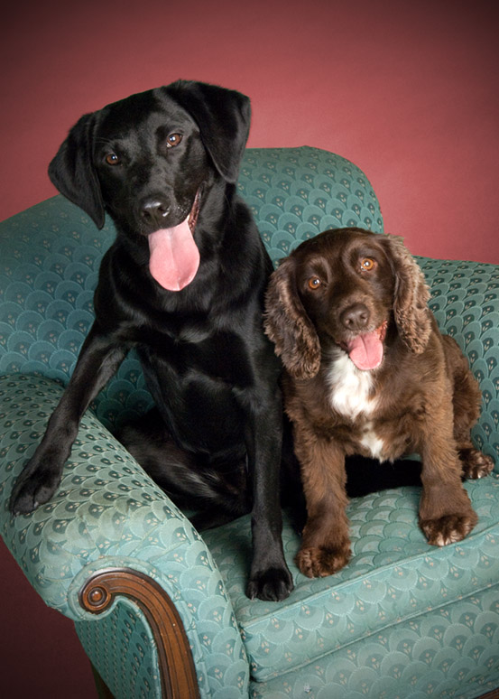 Poughkeepsie Dog Portraits