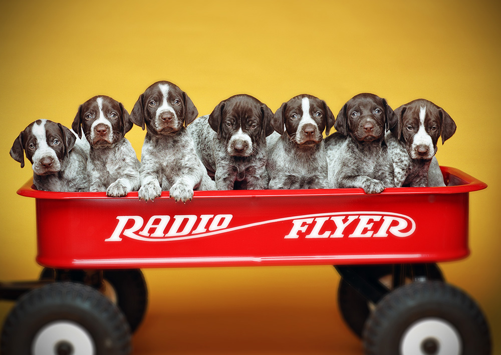 Hudson Valley Dog Portraits