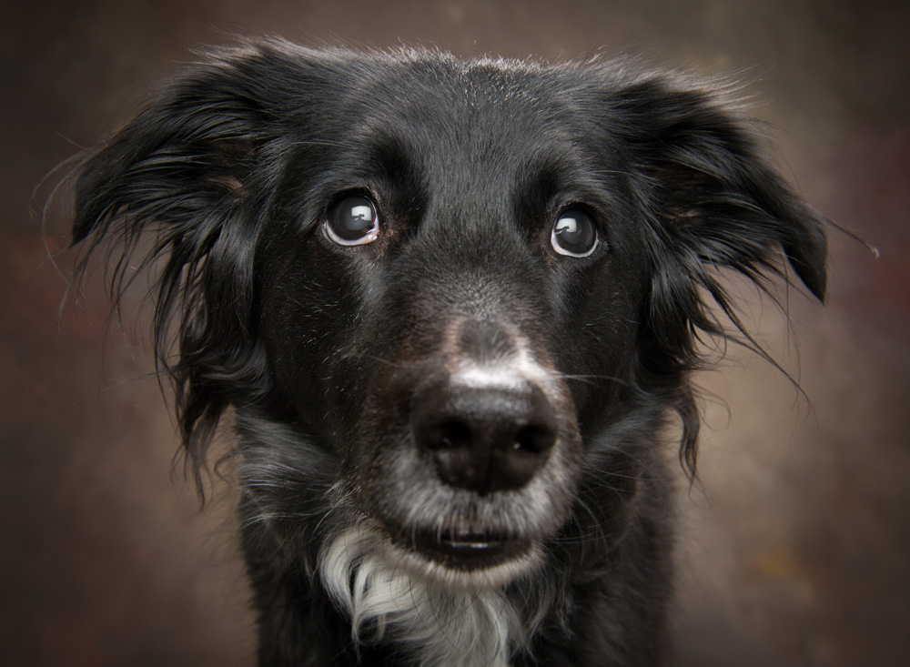 Poughkeepsie Dog Portraits