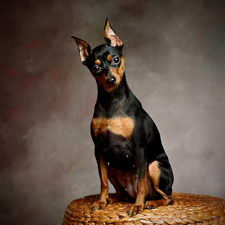 Hudson Valley Dog Photography