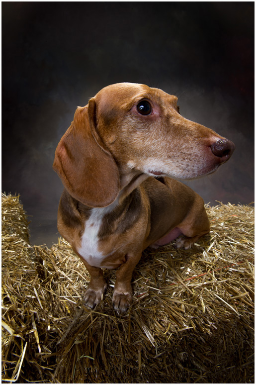 Hudson Valley Dog Portraits