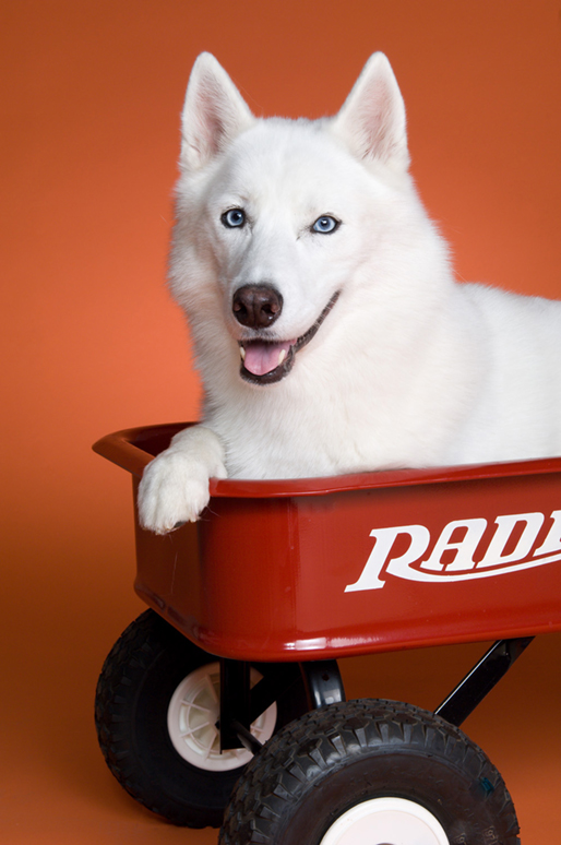 Hudson Valley Dog Photography