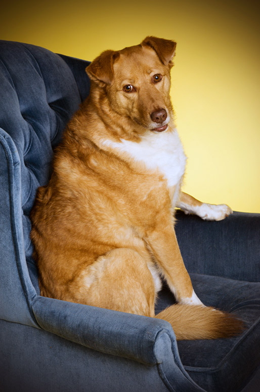 Hudson Valley Dog Photography